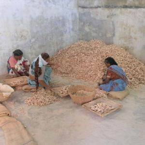 Gingembre en poudre - Inde